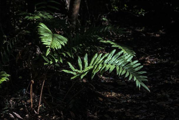 A closeup shot of vibrant green fern leaves - Фото, изображение