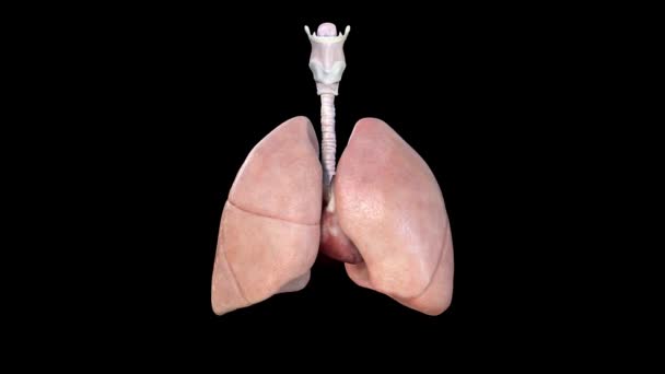 Human Body Organs Πνεύμονες με Ανατομία Καρδιάς, παλλόμενη καρδιά, αναπνοή, κινούμενα σχέδια - Πλάνα, βίντεο