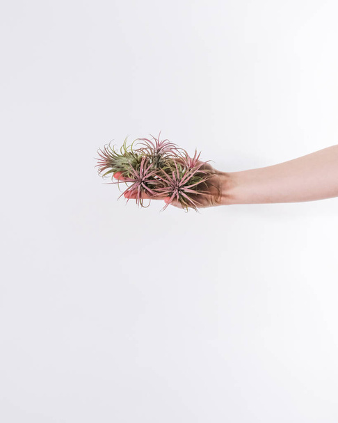 A vertical shot of succulent plants on a hand of a person with white background - Fotografie, Obrázek