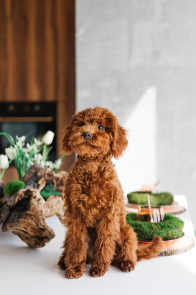 Red Toy Poodle pup at home - Photo, Image