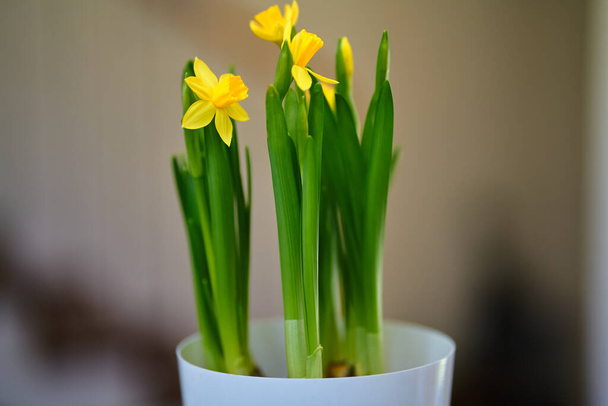 Daffodils blooming in a pot - Fotó, kép