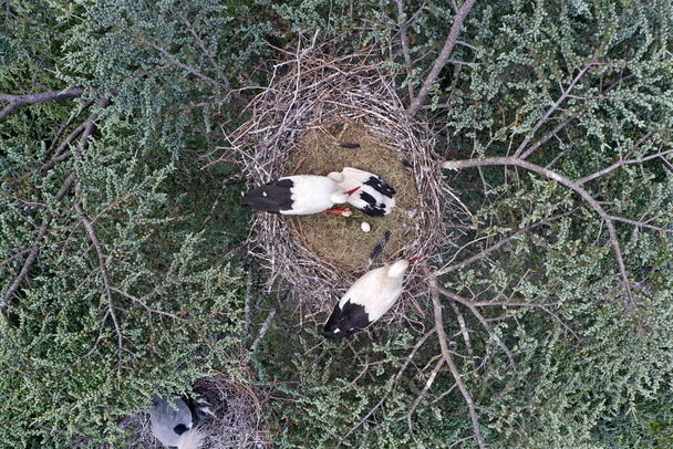 Aerial view of white stork, Ciconia ciconia, nesting on a top of a tree - Photo, Image