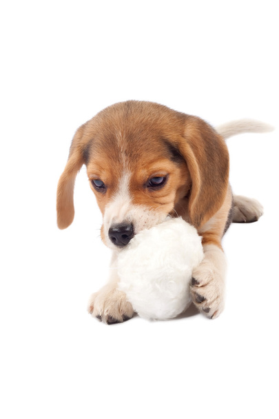 Foto van een kleine beagle puppy kauwen op een bont bal - Foto, afbeelding