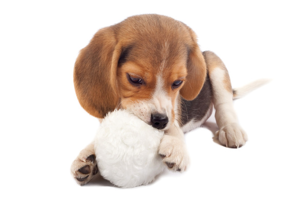Beagle pup chewing on a toy - Photo, Image