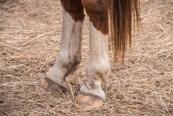 lähikuva ruskeista hevosen jaloista ja sorkista - Valokuva, kuva