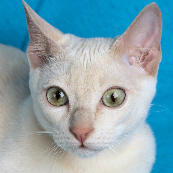 Ritratto di un giovane gatto tonkinese di colore visone fulvo sullo sfondo blu - Foto, immagini