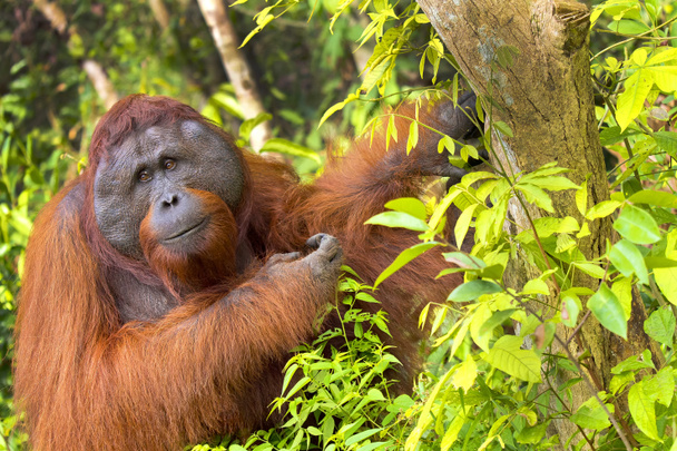 Orangután, Pongo pygmaeus, Tanjung Puting National Park, Borneó, Indonézia - Fotó, kép