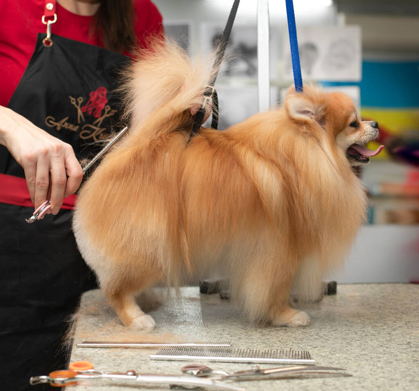 Spitz grooming. Smilling dog. Grooming by a professional groomer in the salon. Close angle. The groomer holds the dog with his hand. Happy dog at the groomer. - Photo, Image