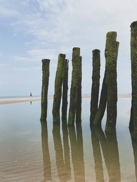 Неузнаваемый человек, идущий по песку и водоразборщикам, покрытым зелеными водорослями на пляже побережья по французской цене Опал во Франции. пляжные шесты в воде. - Фото, изображение