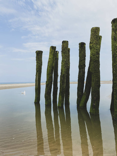 Möwe, die auf Wasser schwimmt und von grünen Algen bedeckte Brandungswellen am Strand der Küste an der französischen Opalküste in Frankreich. die im Wasser reflektierenden Strandmasten. - Foto, Bild