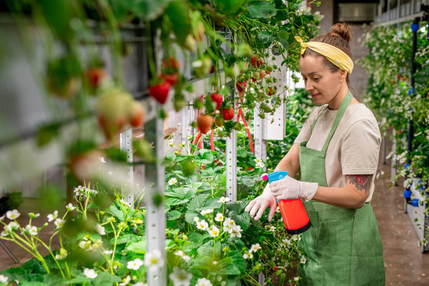大規模な現代垂直農場の若い女性労働者は、作物の世話をしながら、新鮮な熟したイチゴとベッドの上で水を噴霧 - 写真・画像
