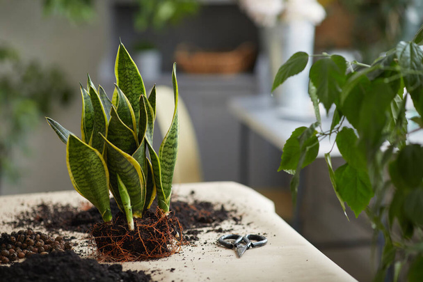 Achtergrond afbeelding van Sansevieria hennep plant op tafel klaar voor potten in verse doil, kopieer ruimte - Foto, afbeelding