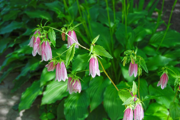 Mooie verse Campanula bloem in landelijke bloembed - Foto, afbeelding