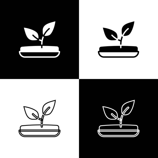 Nastavit ikonu klíčků izolované na černobílém pozadí. Semena a sazenice. Zanechává znamení. Listová příroda. Vektor - Vektor, obrázek