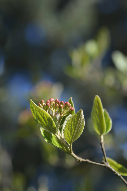 Burkwood viburnum branch with flower buds - Latin name - Viburnum x burkwoodii - Фото, изображение