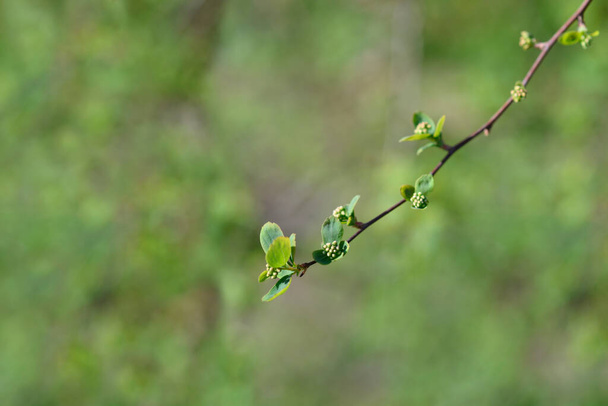 Van Houttes spiraea branch with flower buds - Latin name - Spiraea x vanhouttei - Foto, Imagen