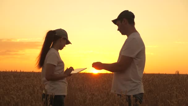 Handdruk van zakenmensen die bij zonsondergang in een tarweveld werken. Agronomist en zakenman werken in het veld met een tablet in de zon. Tarwe oogst rijpt in het veld. Biologische landbouw - Video