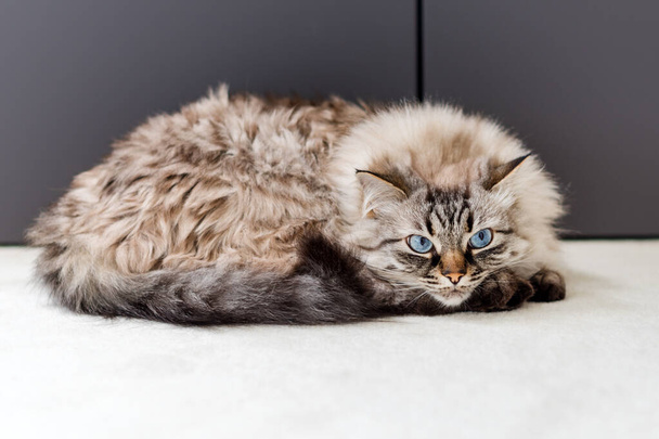 Słodki kot leżący na dywanie. Neva Maskarada Kot. - Zdjęcie, obraz