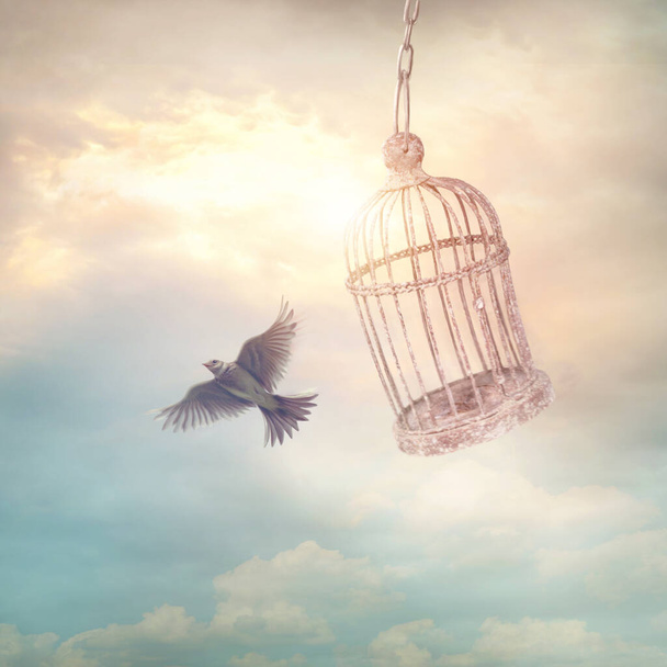 Bird escaping from the cage. Concept image. - Photo, Image