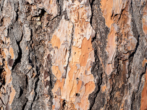 Macro texture of a very old pine tree trunk. General purpose wallpaper or texture - Photo, Image
