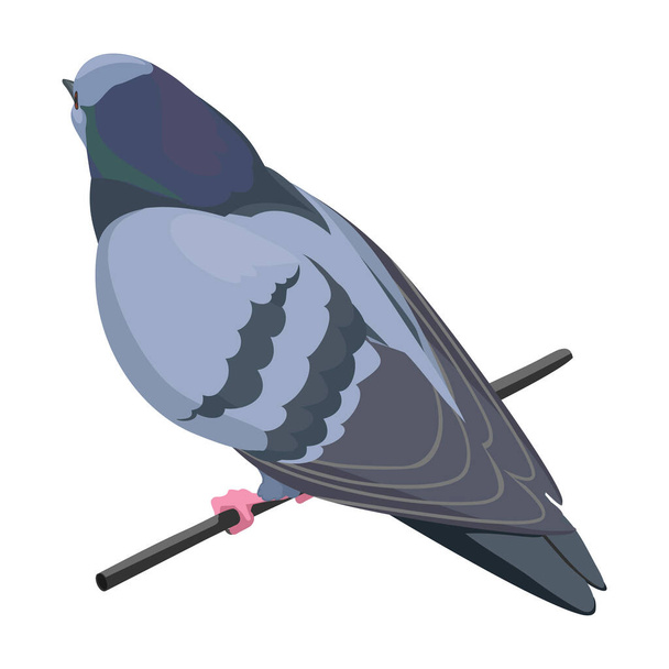 Dove vector icon.Cartoon vector icon isolated on white background dove. - Вектор, зображення