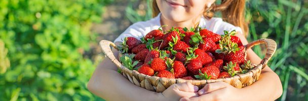 Ein Kind mit Erdbeeren in der Hand. Selektiver Fokus. Lebensmittel. - Foto, Bild