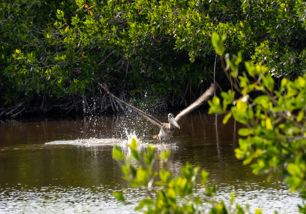 Florida Everglades 'te uçan kahverengi pelikan mangrov ağaçlarının sığ sularında uçuyor. - Fotoğraf, Görsel