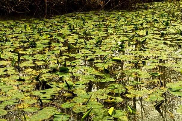 Izrael. Krajina. Vodní lilie v řece Yarkon v parku Nikorot Yarkon. Rekreační a sportovní areál - Fotografie, Obrázek