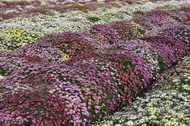 Δρόμοι πολύχρωμων μαργαρίτων λουλουδιών σε ένα κοντινό αγροτικό χωράφι - Φωτογραφία, εικόνα