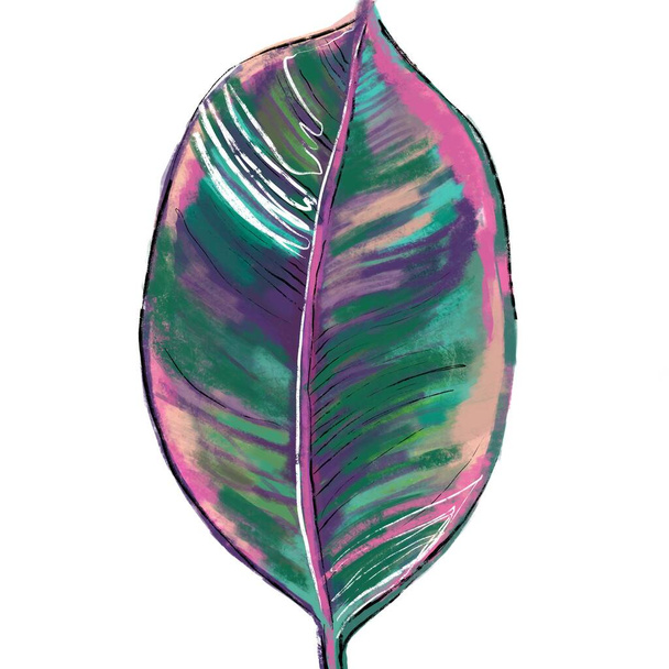 Χειροποίητη βοτανική απεικόνιση φύλλου Ficus Elastica Belize σε πράσινο, ροζ, μωβ χρώμα. Καρτ ποστάλ Βοτανικής Τέχνης για όλους τους φιλάθλους φυτών και λουλουδιών - Φωτογραφία, εικόνα