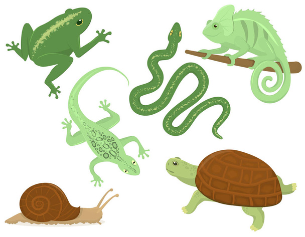  conjunto de ilustraciones vectoriales con reptiles que viven en los trópicos, aislados sobre un fondo blanco - Vector, Imagen