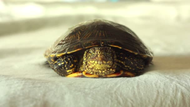 Turtle at home - Materiaali, video
