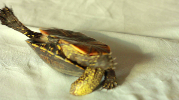 χελώνα στο σπίτι - Πλάνα, βίντεο