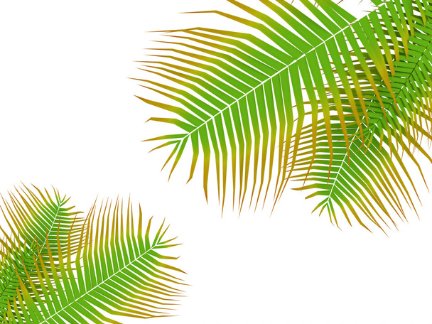 Folhas de palmeiras
  - Foto, Imagem