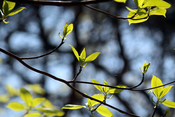 Проростки, відображені на весняному сонці
 - Фото, зображення