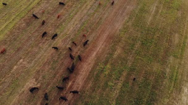 Aberdeen-Angus Cattle. A herd of cows grazes free-range in the green meadow of the farm and eats grass. Aerial view - Metraje, vídeo