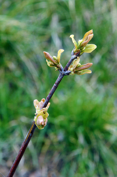 Botões de flores de Berry Blue Honeyberry (Lonicera edulis) no início da primavera - foto com foco local - Foto, Imagem