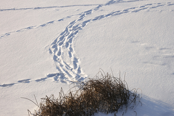 stopy na ledem pokryté sněhem. pobřežní vegetace v popředí - Fotografie, Obrázek