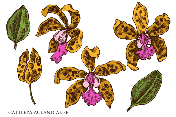 Vector set of hand drawn colored cattleya aclandiae - Vector, Image