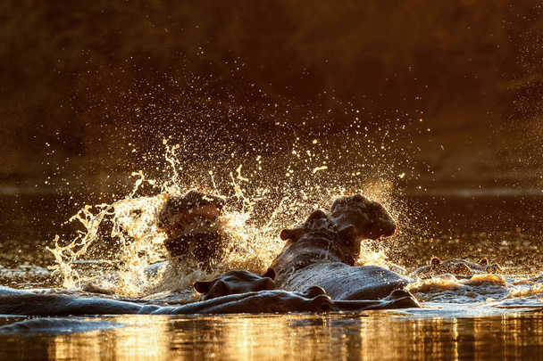lutte contre l'hippopotame et pulvérisation d'eau avec rétro-éclairage pendant le coucher du soleil dans une piscine dans le parc national des piscines de Mana au Zimbabwe - Photo, image