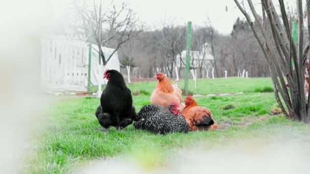 Groep kippen en een haan in de tuin die in het voorjaar groen gras eten - Video