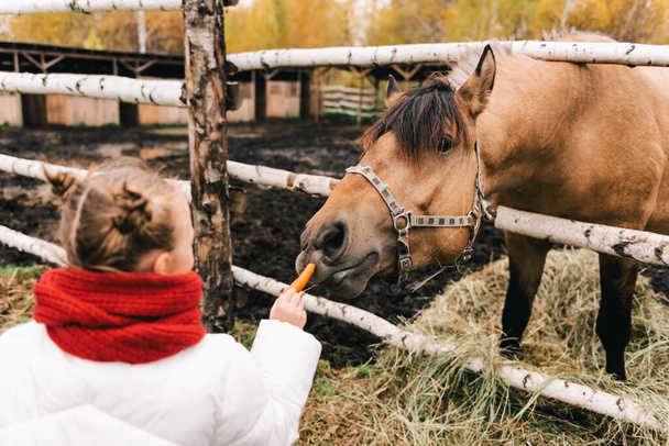 Un enfant nourrit un cheval d'une carotte. - Photo, image