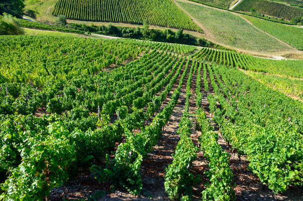 Πράσινοι αμπελώνες που βρίσκονται στους λόφους της γαλλικής περιοχής Jura έτοιμο για συγκομιδή και την παραγωγή κόκκινου, λευκού και ειδικού κρασιού jaune, αργά το ηλιοβασίλεμα στη Γαλλία - Φωτογραφία, εικόνα