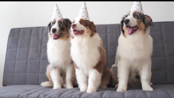 Drie kleine Australische merle herder puppy met feestmuts - Video