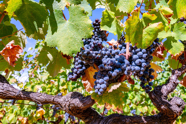 Maturare uve da vino syrah nero o blu che utilizzano per la produzione di vino rosa o rosso pronto per la vendemmia nei vigneti di Cotes de Provence, regione Provenza, sud della Francia - Foto, immagini