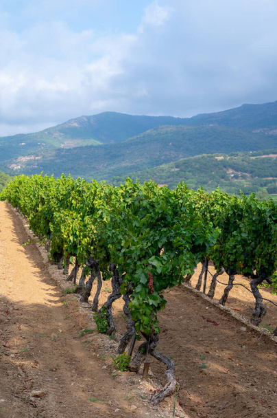 Ряды спелых сортов винограда на виноградниках в Кот-де-Провансе возле Коллобриера, область Прованс, юг Франции, виноделие роз во Франции - Фото, изображение