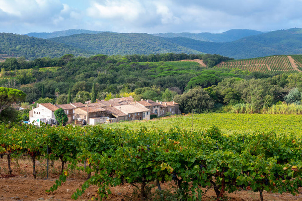 Ряды спелых сортов винограда на виноградниках в Кот-де-Провансе возле Коллобриера, область Прованс, юг Франции, виноделие роз во Франции - Фото, изображение