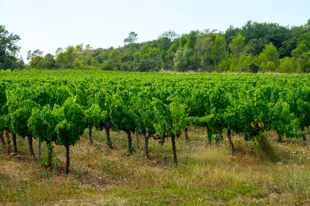 Ряды спелых сортов винограда на виноградниках в Котес-де-Провансе, область Прованс, юг Франции, Сан-Тропе, готовые к сбору урожая, производство розового вина во Франции - Фото, изображение