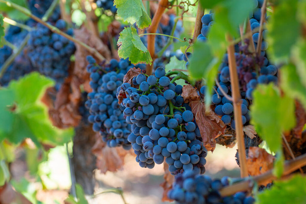 Дозрілі чорні або сині гранати виноград, які використовують для виготовлення троянд або червоного вина, готові до збору врожаю на виноградниках в Кот-де-Прованс, область Прованс, на південь від Франції. - Фото, зображення