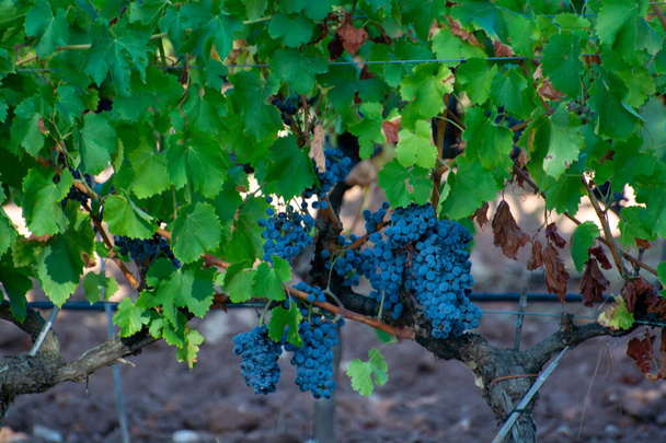 Reife schwarze oder blaue Syrah-Weintrauben zur Herstellung von Rosen- oder Rotweinen, die auf Weinbergen in Cotes de Provence, Region Provence, Südfrankreich erntereif sind - Foto, Bild